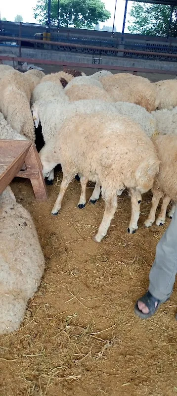 Abu ali çiftliği çiftlik kasabı