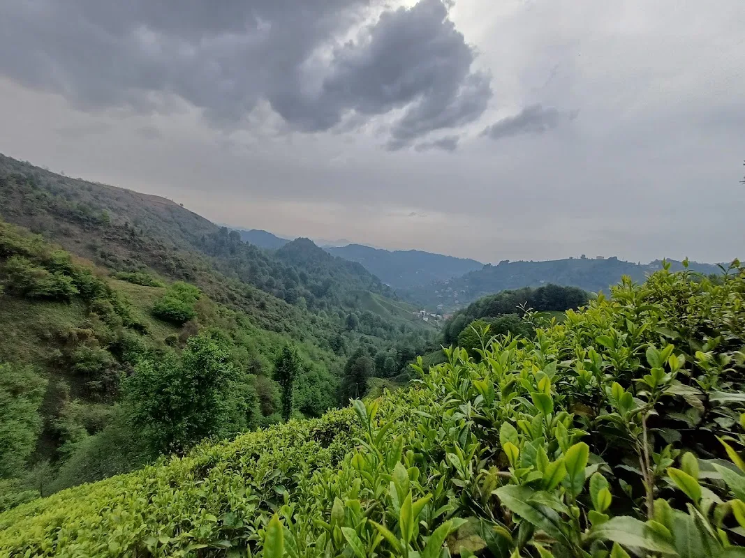 Rize Kalkandere Maşer