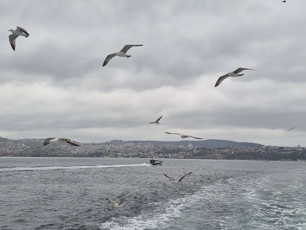 Rumelikavağı Yedigün Balık Restaurant
