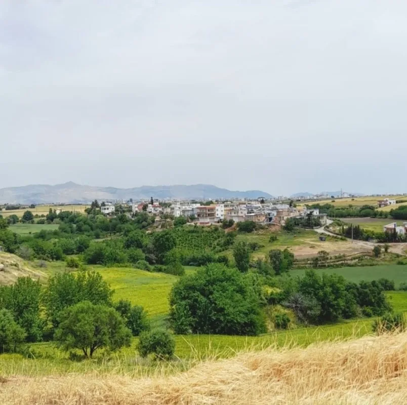 Ortanca