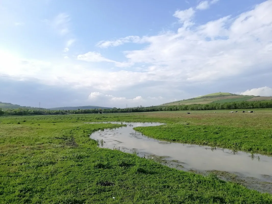 Sazlıbosna