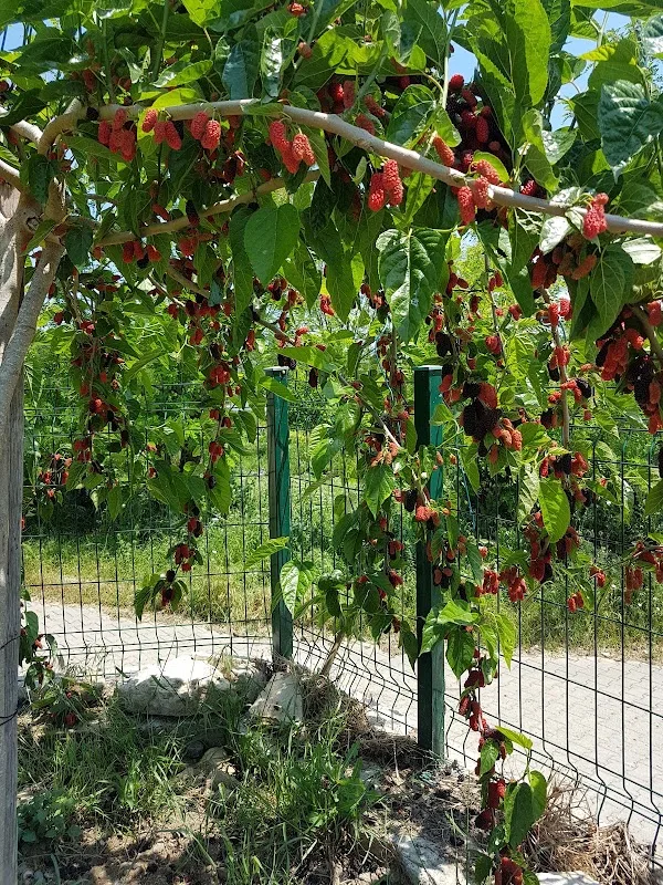 Kaşoba COŞKUN Konağı