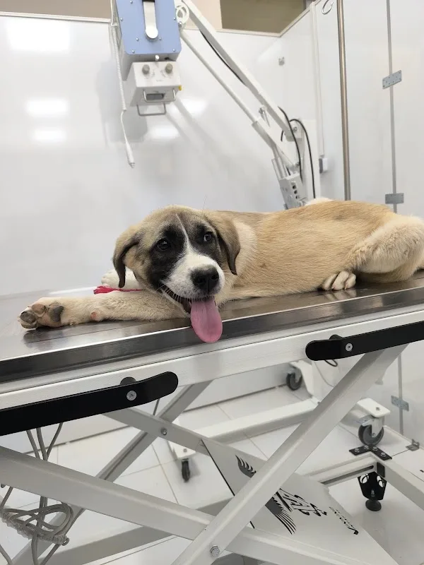 Altınşehir Pet Veteriner Kliniği