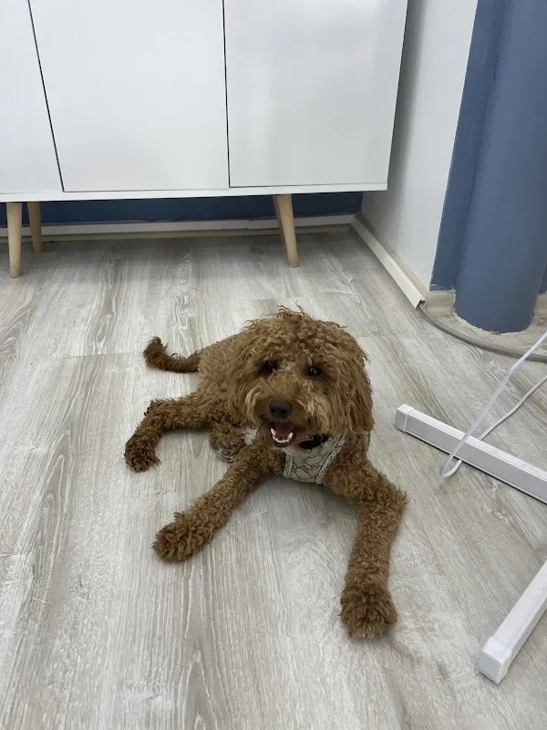 pet 416 veteriner kliniği