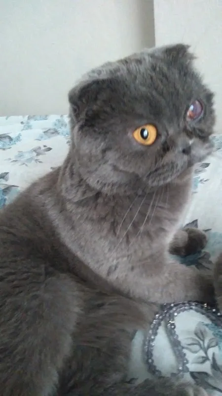 Adıvet Veteriner Kliniği