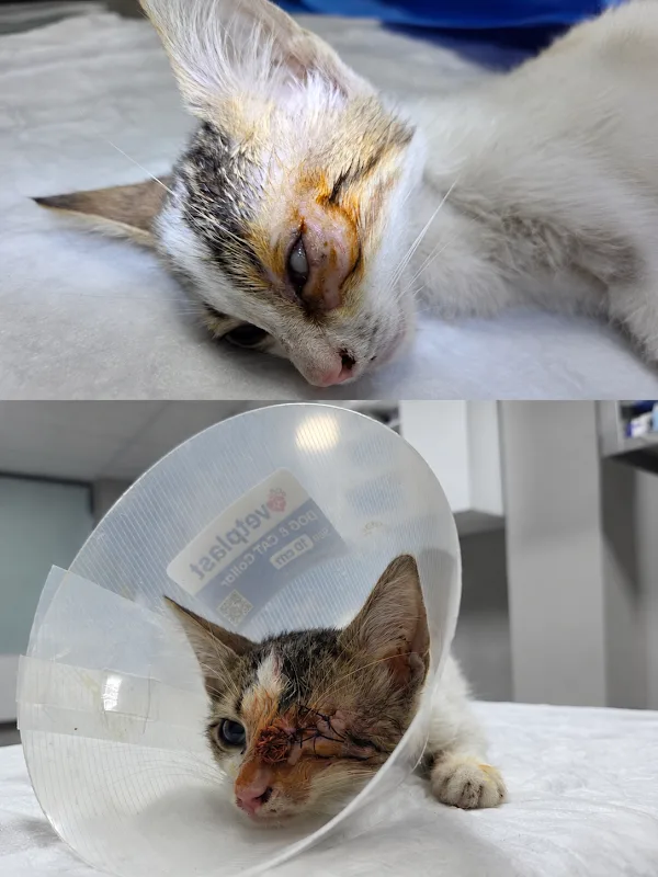 Özel Defne Veteriner Kliniği