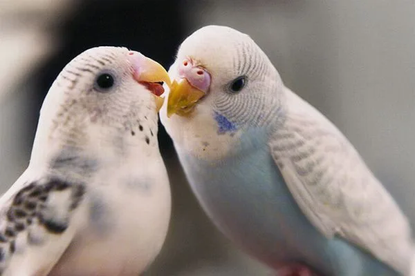 Mahzun Petshop