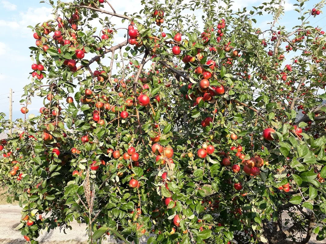 Tekpınar Taşova
